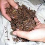 文山東方美人茶(2)