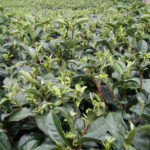 文山東方美人茶を作ったら(1)