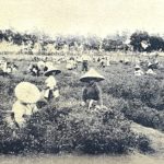 台灣八大特色茶