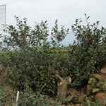 凍頂烏龍茶の伝説